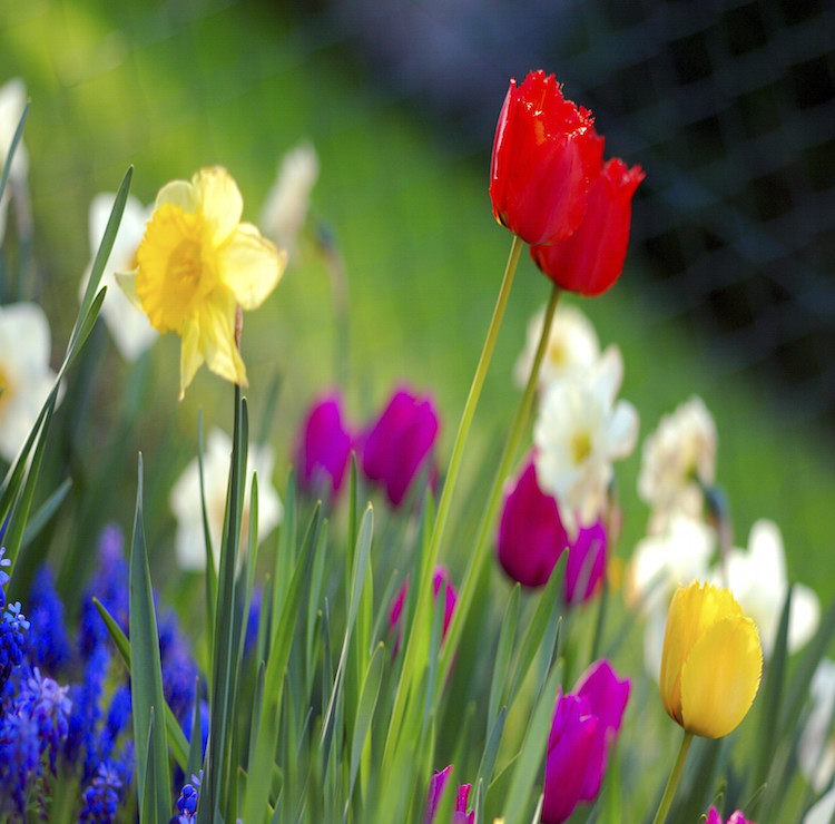 https://imwagency.com/wp-content/uploads/2015/01/Colorful_spring_garden.jpg